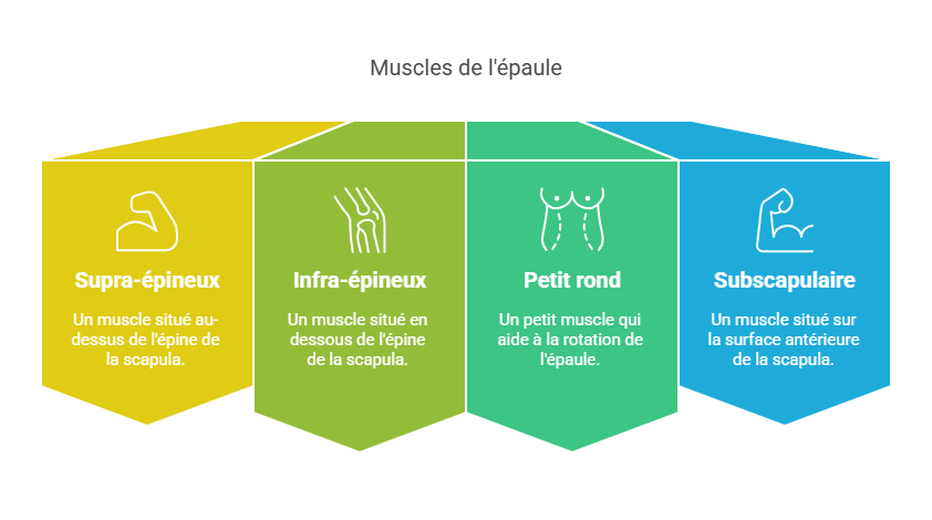 Tendinite de la Coiffe des Rotateurs Blessures Sportives