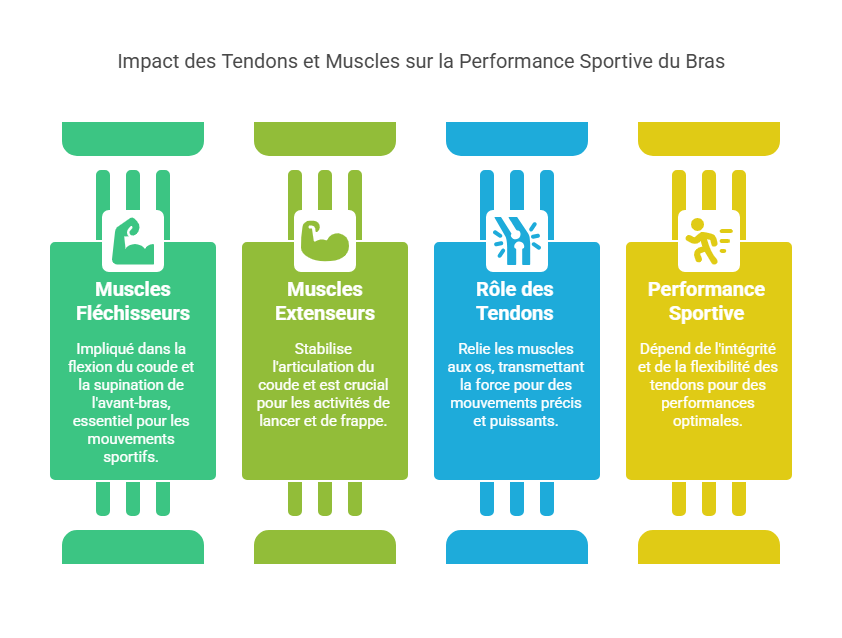 Tendinites du Bras Blessures Sportives