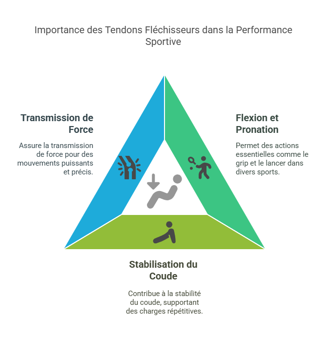 Épitrochléite Médiale (Golfer’s Elbow) Blessures Sportives